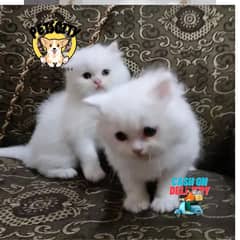 pure persian punch face triple coated persian kittens for sale(CO)