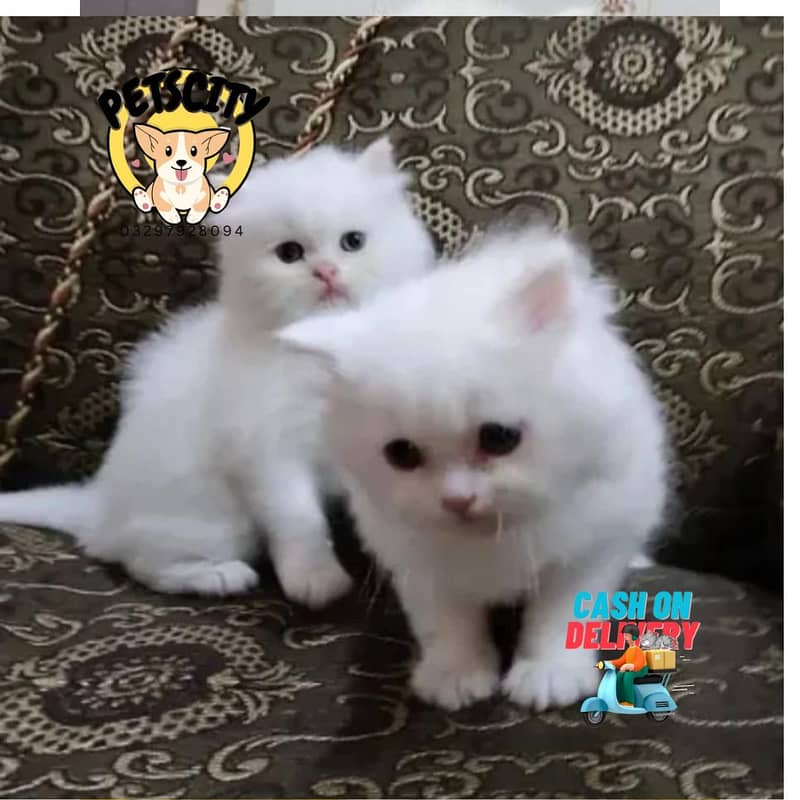 pure persian punch face triple coated persian kittens for sale(CO) 0