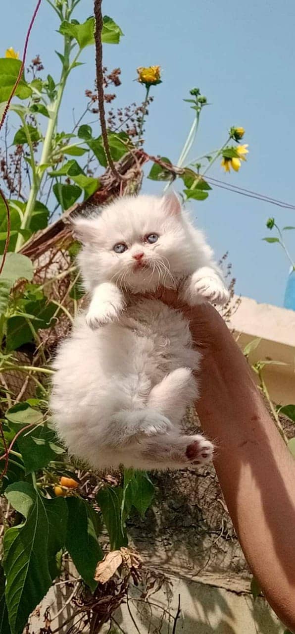 pure persian punch face triple coated persian kittens for sale(CO) 2