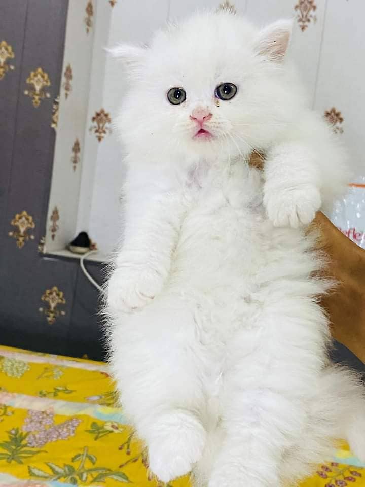 pure persian punch face triple coated persian kittens for sale(CO) 3