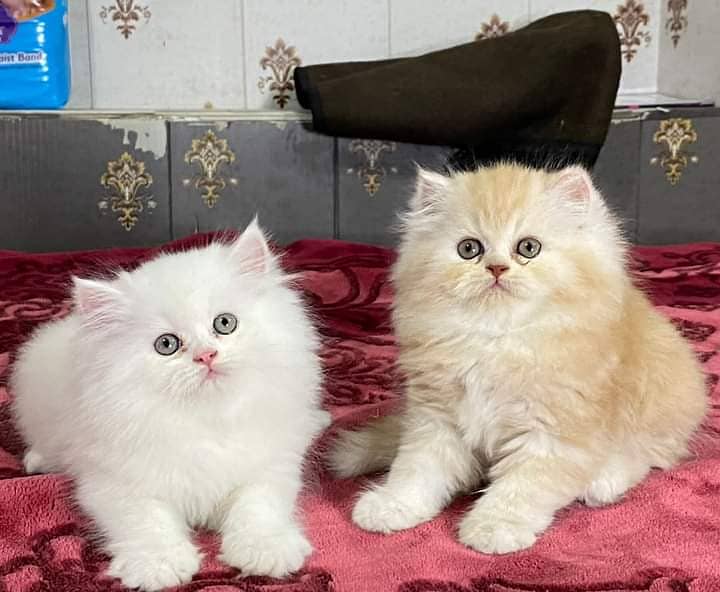 pure persian punch face triple coated persian kittens for sale(CO) 4