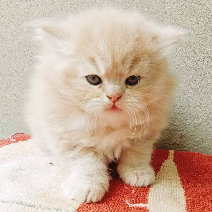 pure persian punch face triple coated persian kittens for sale(CO) 5