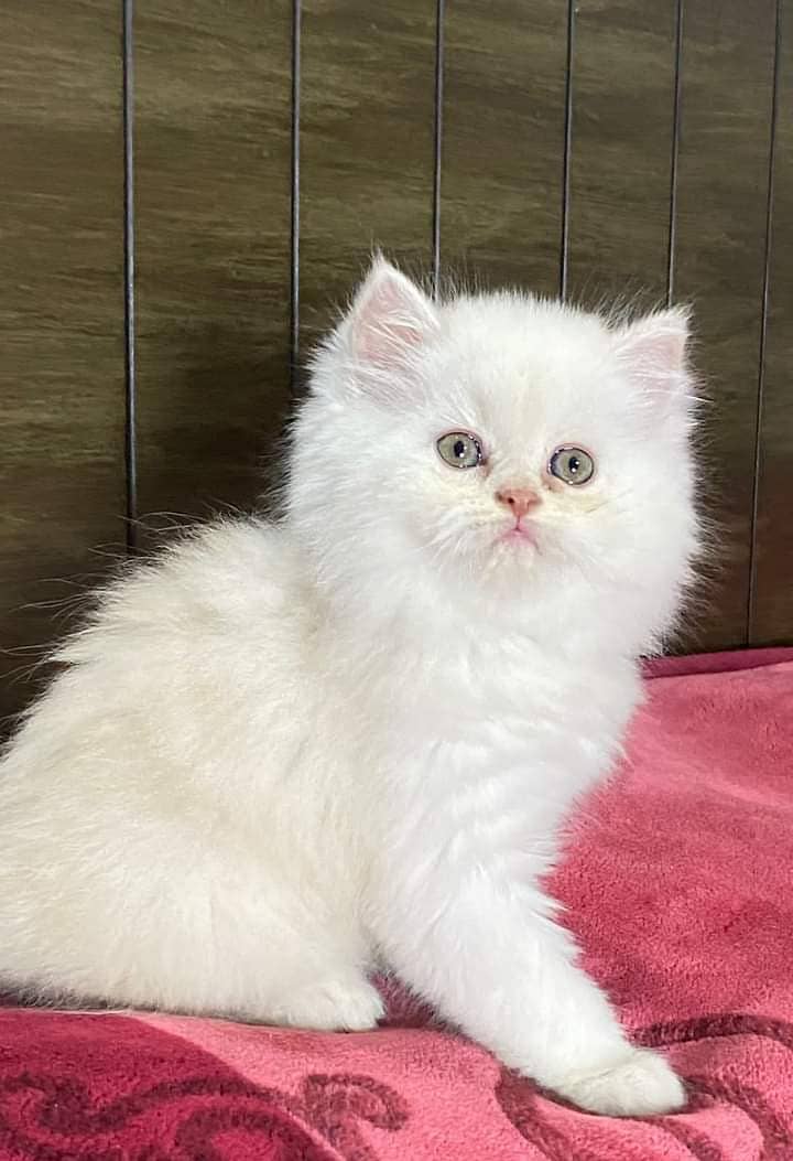 pure persian punch face triple coated persian kittens for sale(CO) 6