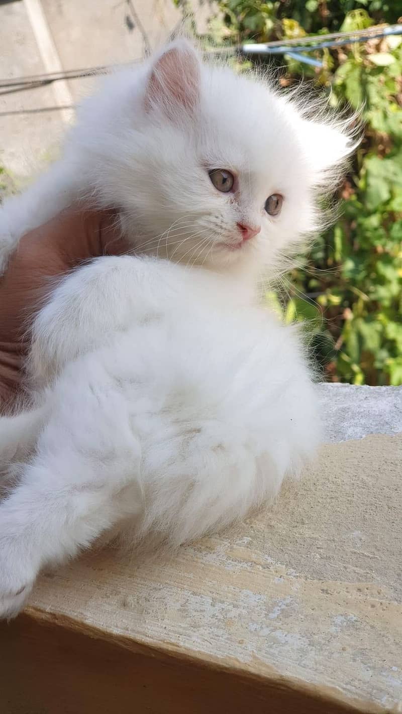 pure persian punch face triple coated persian kittens for sale(CO) 8