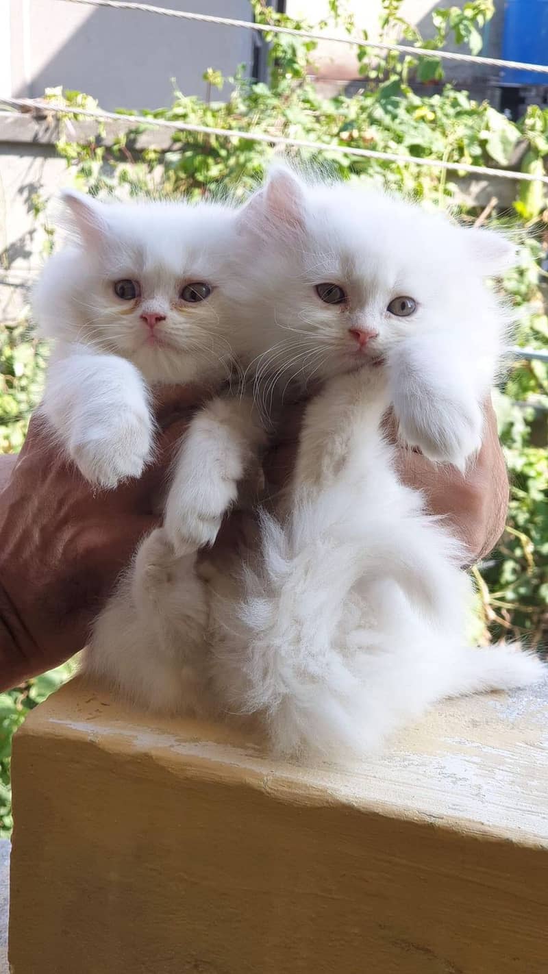 pure persian punch face triple coated persian kittens for sale(CO) 9