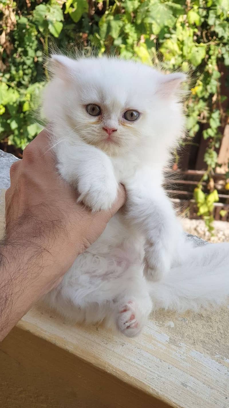 pure persian punch face triple coated persian kittens for sale(CO) 10