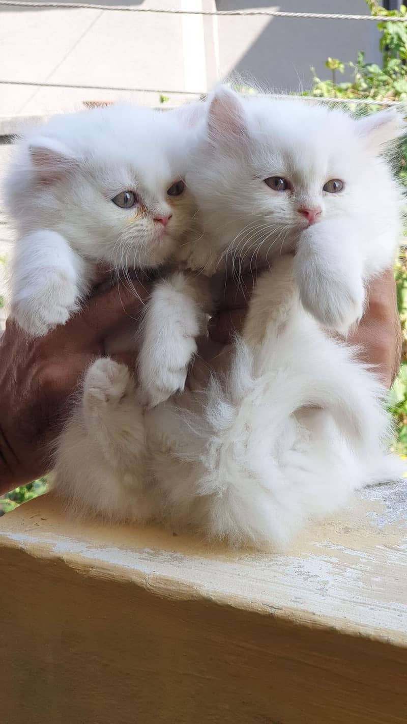 pure persian punch face triple coated persian kittens for sale(CO) 11