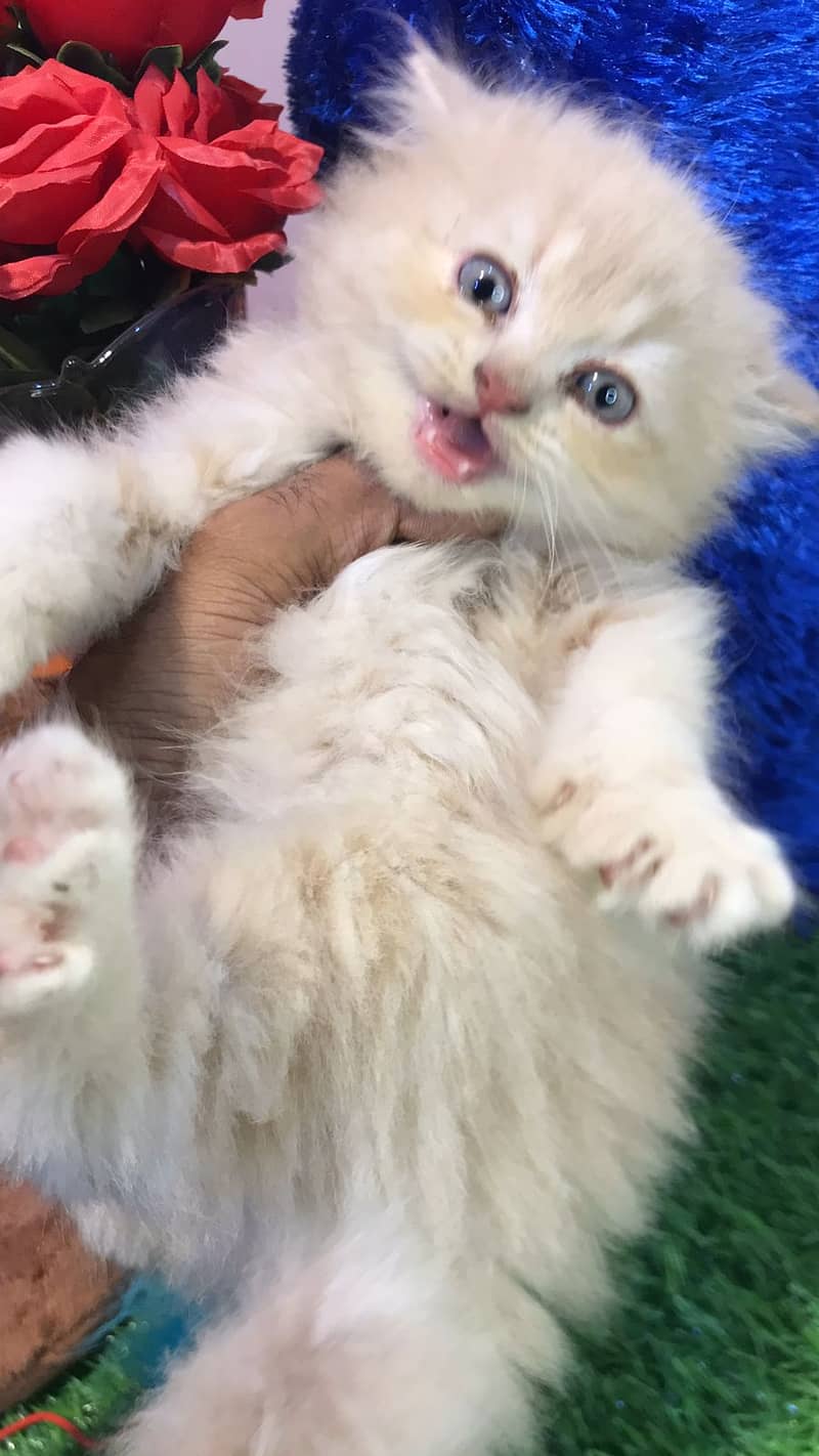 pure persian punch face triple coated persian kittens for sale(CO) 13