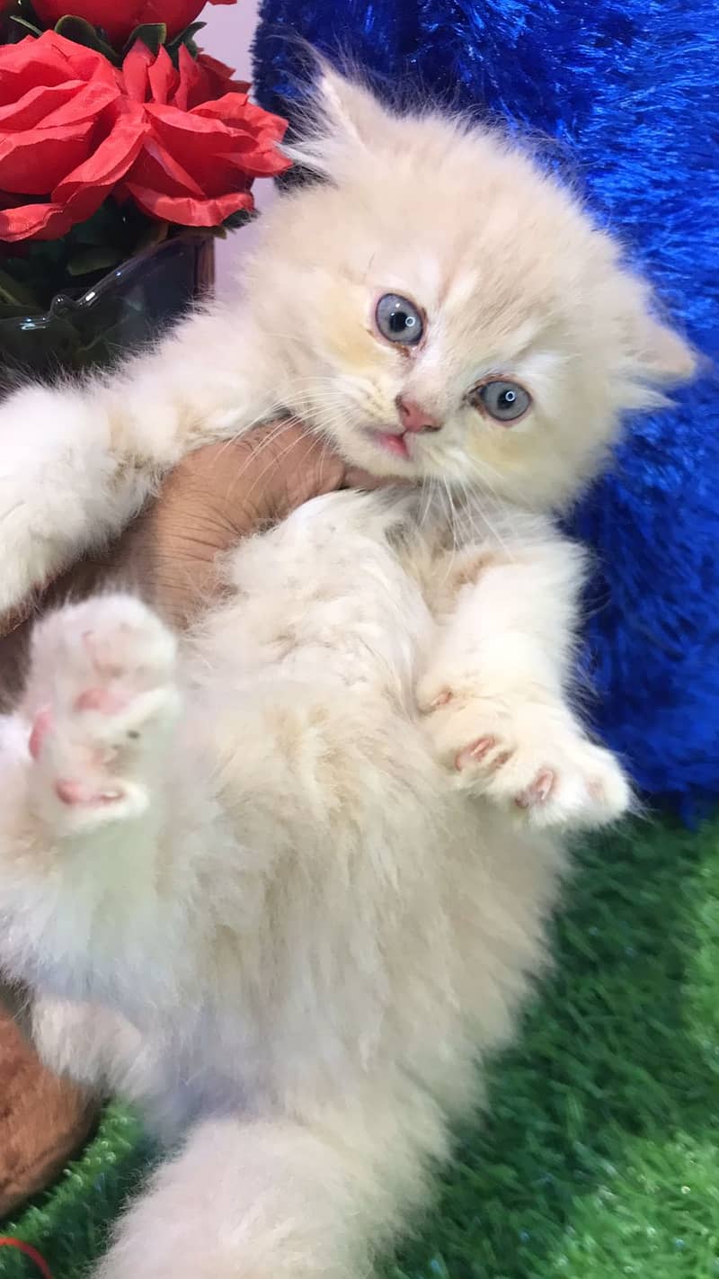 pure persian punch face triple coated persian kittens for sale(CO) 14