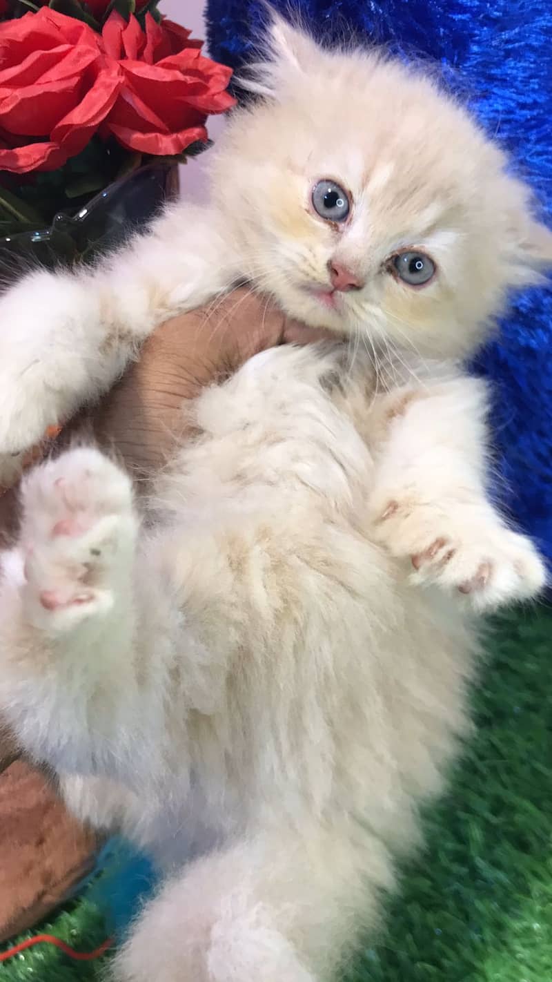 pure persian punch face triple coated persian kittens for sale(CO) 15