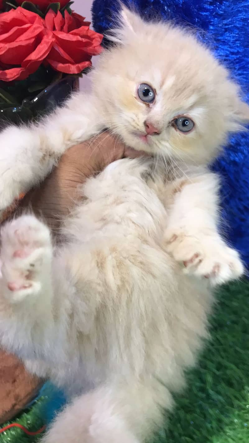 pure persian punch face triple coated persian kittens for sale(CO) 16