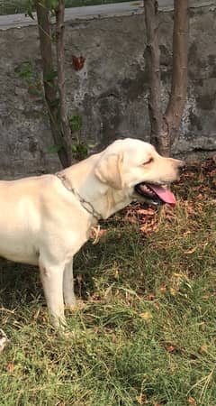 Labrador Male Puppy