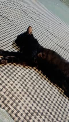 black pursian cat 0