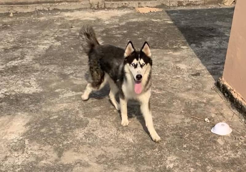 Pure siberian husky male 6 months 2