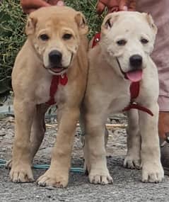 alabai dog pair 3 month for sale