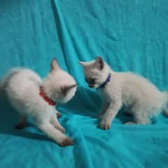 2 male kitten Siamese breed