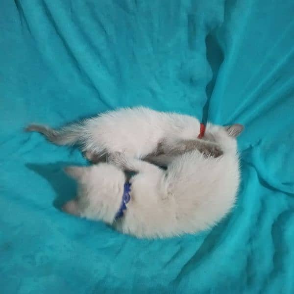 2 male kitten Siamese breed 1