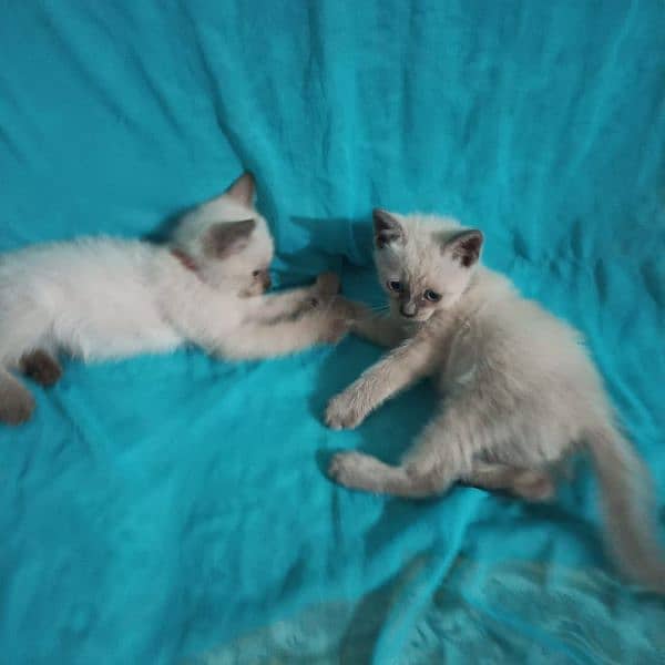 2 male kitten Siamese breed 2