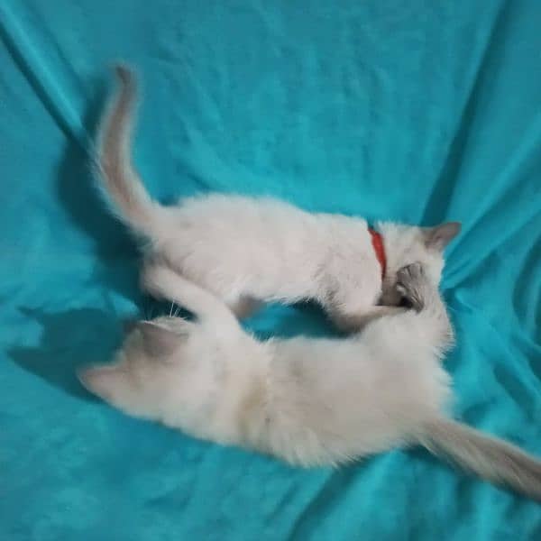 2 male kitten Siamese breed 3