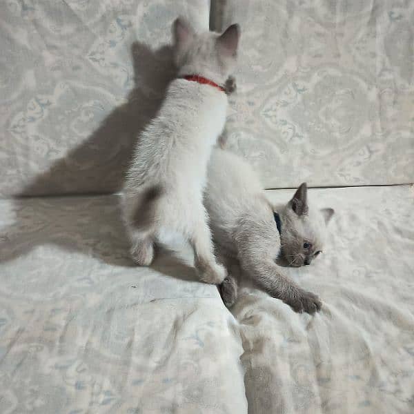 2 male kitten Siamese breed 4