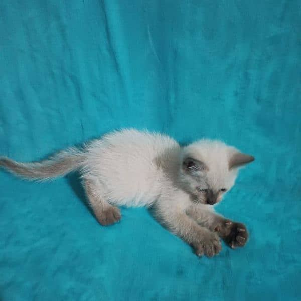 2 male kitten Siamese breed 5