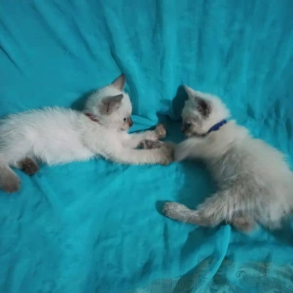 2 male kitten Siamese breed 6