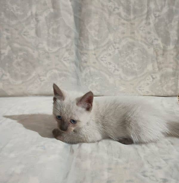 2 male kitten Siamese breed 7