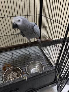 African grey for sale