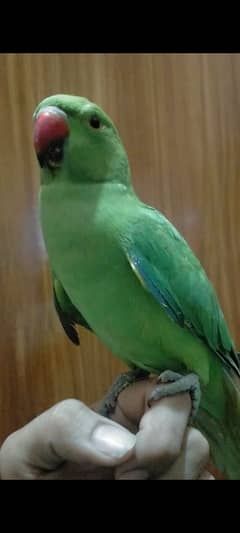 Green ringneck hand tame