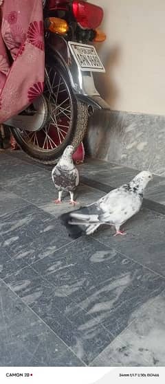 pigeon