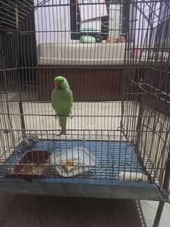 green ringneck