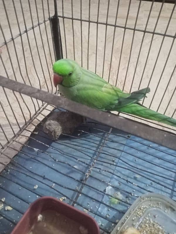 green ringneck 1