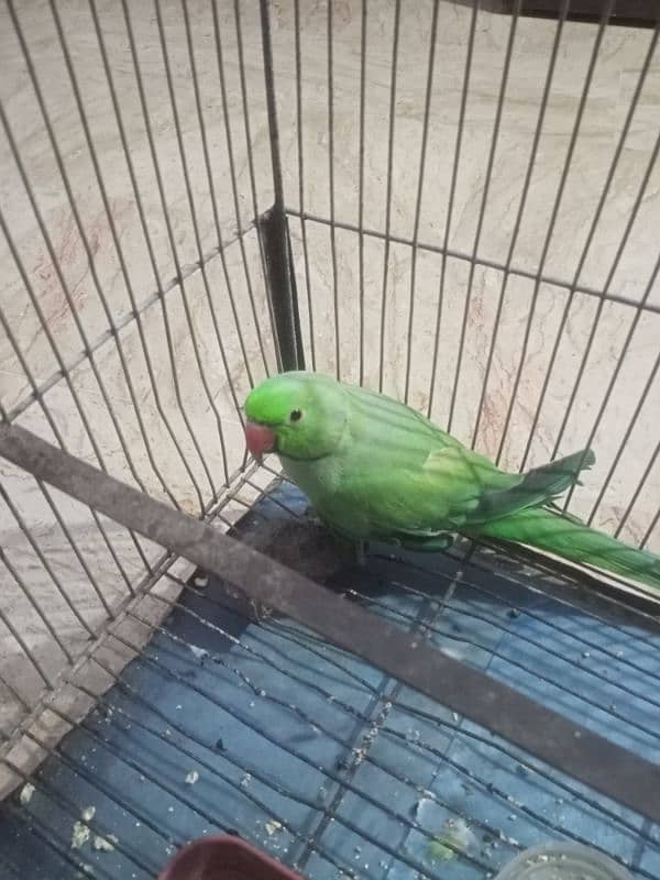 green ringneck 2