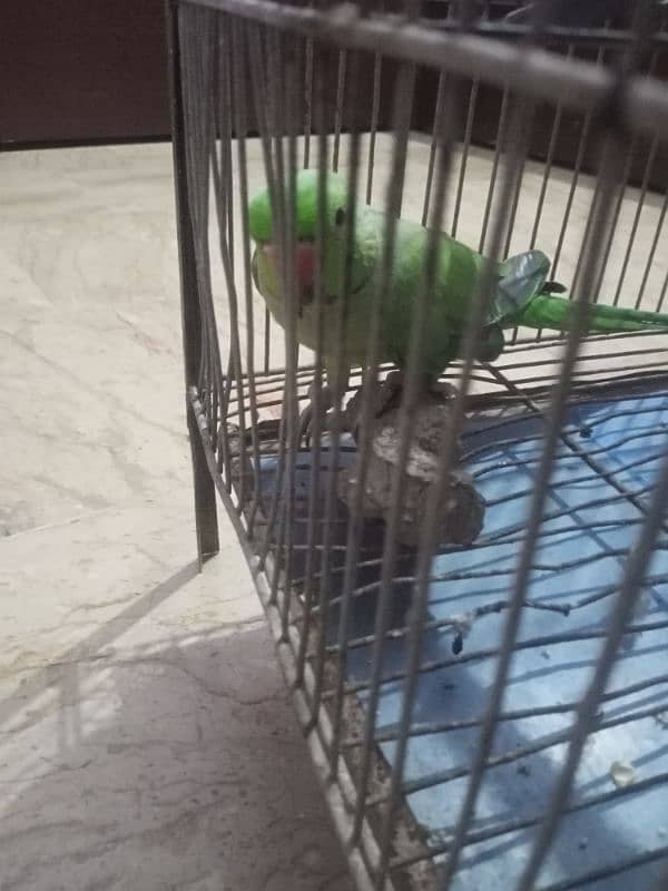 green ringneck 3