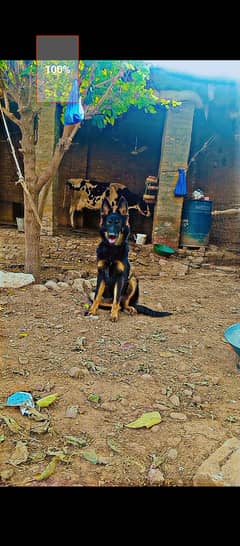 German shepherd nice dog for sale