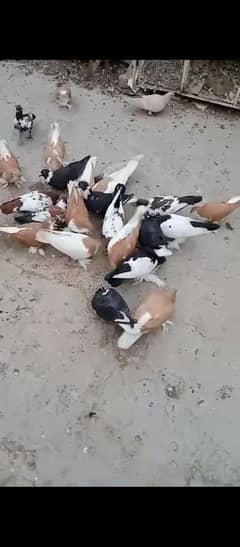 All pigeon for sale per pigeon 1000rs