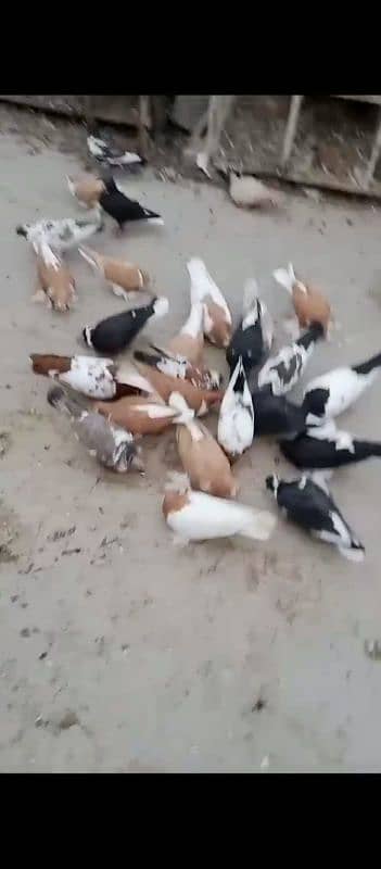 All pigeon for sale per pigeon 1000rs 1