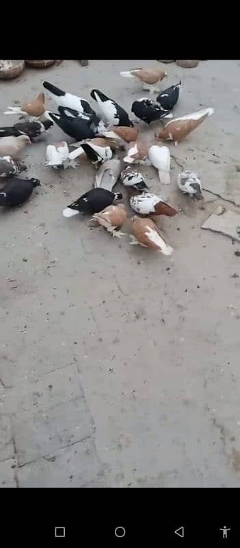 All pigeon for sale per pigeon 1000rs 3