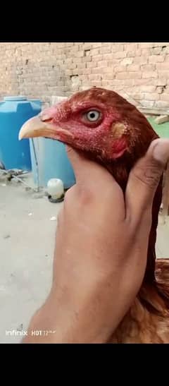 aseel hen for sale 03010118477