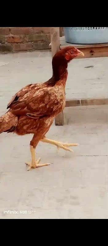 aseel hen for sale 03010118477 1