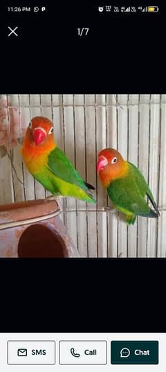 love birds pair active Sall 2 pair ha Meray pass 0