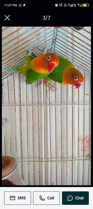 love birds pair active Sall 2 pair ha Meray pass 1