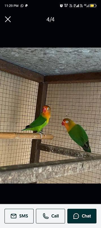 love birds pair active Sall 2 pair ha Meray pass 2