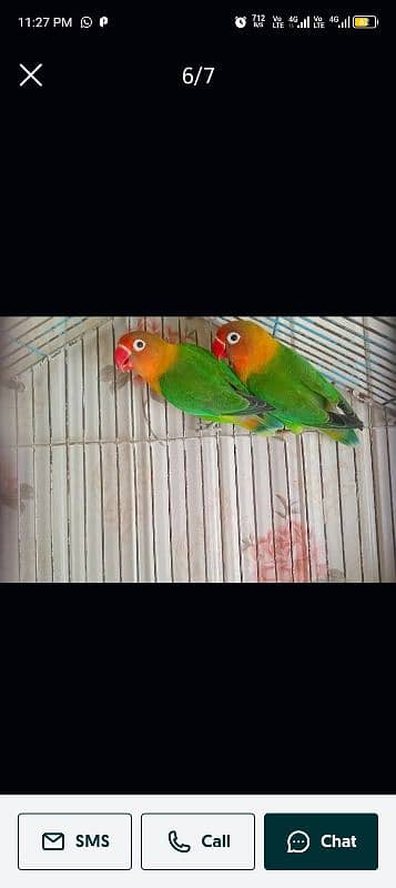 love birds pair active Sall 2 pair ha Meray pass 4