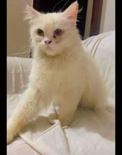 Persian odd eyes female cat ,age 12 months, price 10000