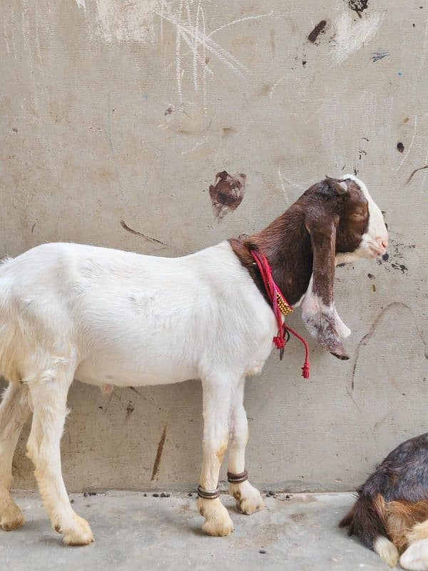 abluck Bakra 2