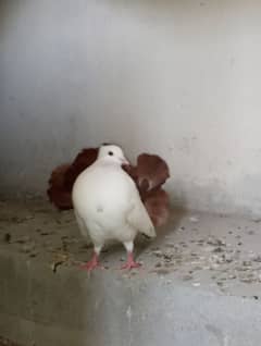 Lucky Kabootar Red Tail Male And White Female Breeder pair