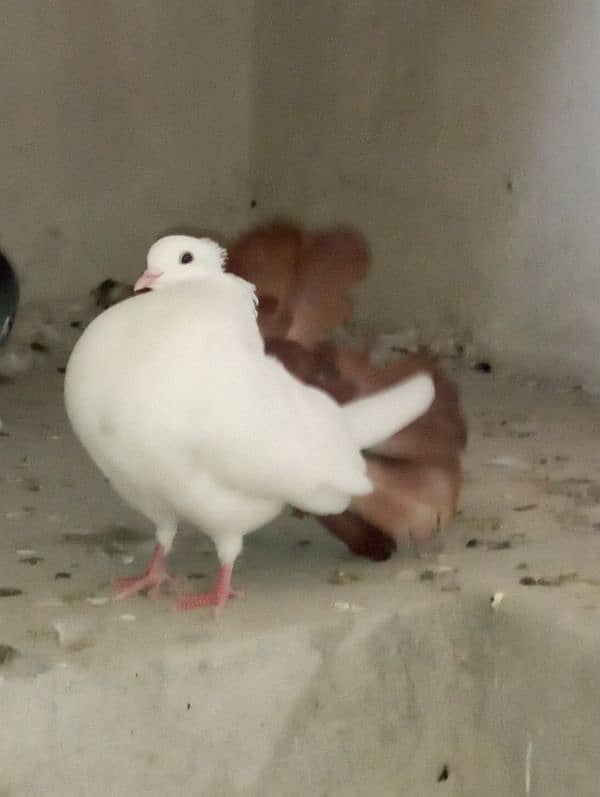 Lucky Kabootar Red Tail Male And White Female Breeder pair 1