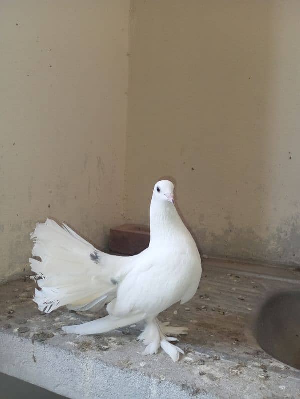 Lucky Kabootar Red Tail Male And White Female Breeder pair 2