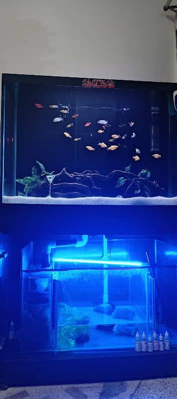 3 feet sump aquarium 2